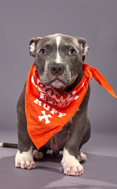Puppy Bowl XVI